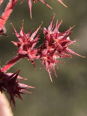 Chorizanthe polygonoides longispina
