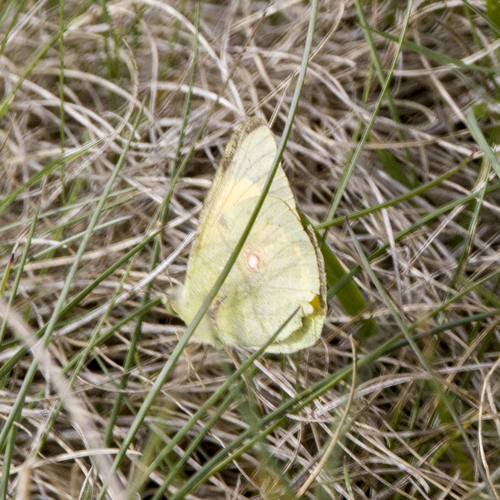 Clouded Yellow