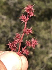 Chorizanthe polygonoides longispina