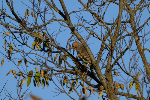Northern Flicker