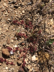 Chorizanthe polygonoides longispina