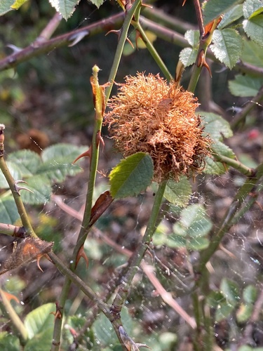 Mossy Rose Gall Wasp