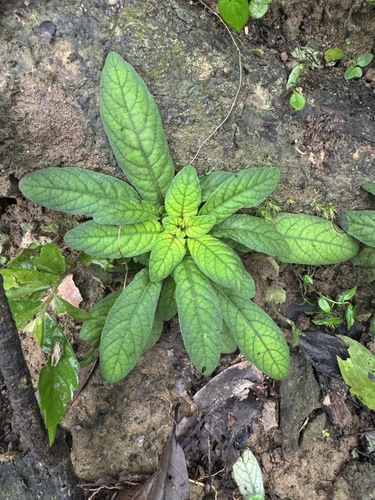 Staurogyne concinnula observed 2026-10-03