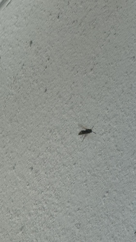 Pachodynerus nasidens observed 2026-10-05