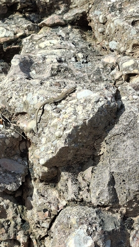 Catalonian Wall Lizard
