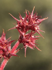 Chorizanthe polygonoides longispina