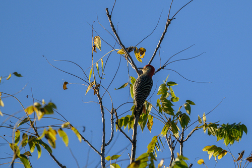 Red-bellied Woodpecker
