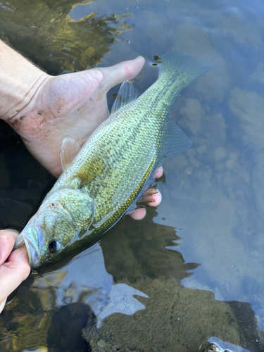 Largemouth Bass