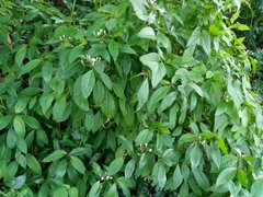 Palicourea domingensis