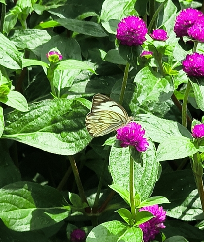 Great Southern White