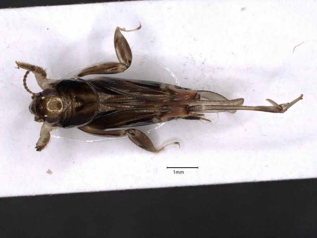 Neotridactylus australis