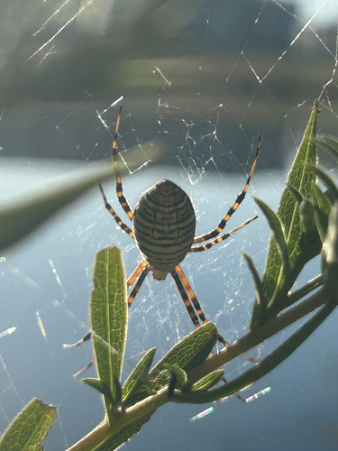 Banded Garden Spider