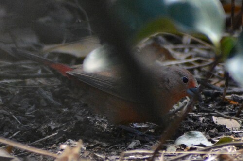 iNaturalist image