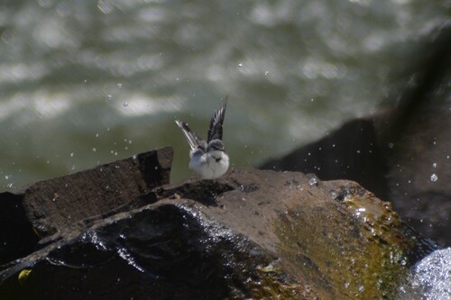 iNaturalist image