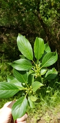 Rhamnus davurica