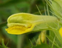 Melampyrum barbatum