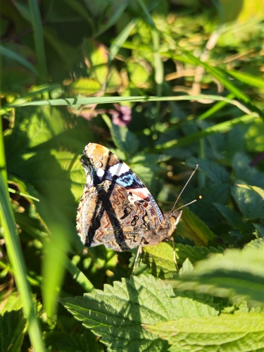 Red Admiral