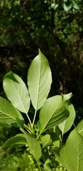 Rhamnus davurica