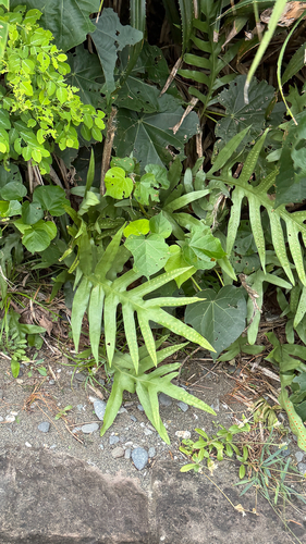 Microsorum scolopendria observed 2026-10-05