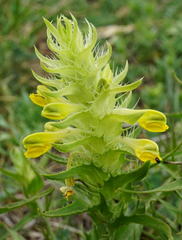 Melampyrum barbatum