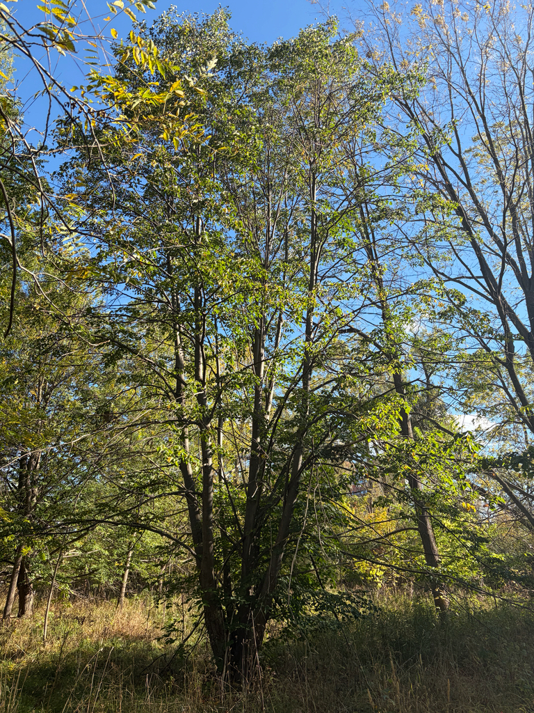 A many-stemmed linden still green with a few yellow leaves, beside thinning trees on a grassy slope.