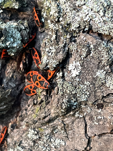 European Firebug
