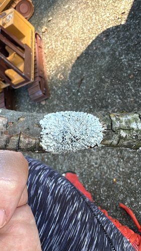 Star Rosette Lichen