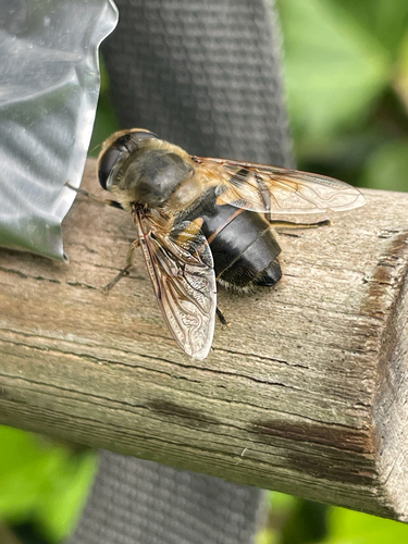 Common Drone Fly