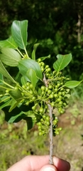 Rhamnus davurica