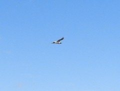 Leucophaeus pipixcan