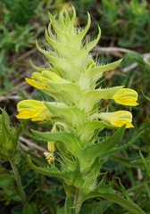 Melampyrum barbatum