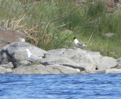 Leucophaeus pipixcan