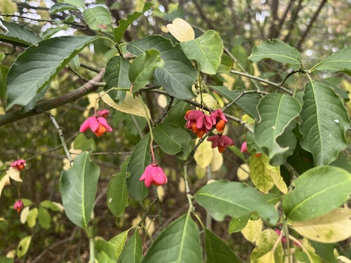 Spindle