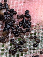 Pyrgulopsis