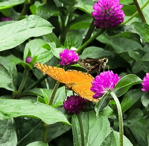 Mexican Fritillary