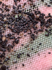 Pyrgulopsis