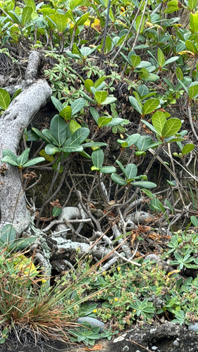 Ficus pedunculosa observed 2026-10-05