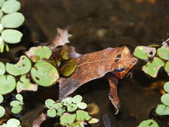 Rhinella proboscidea