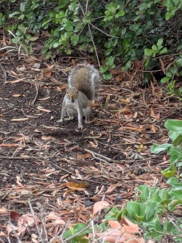 Eastern Gray Squirrel