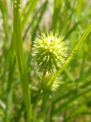 Carex squarrosa