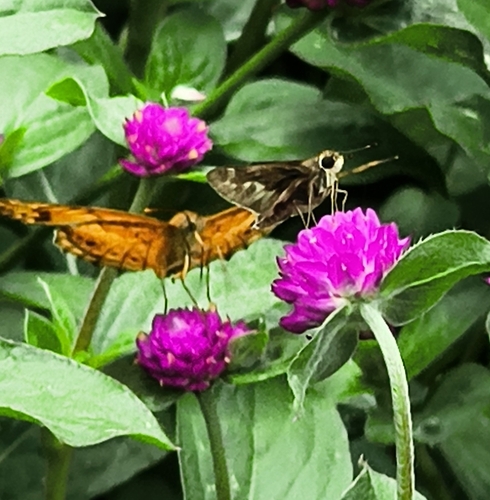 Pompeius Skipper