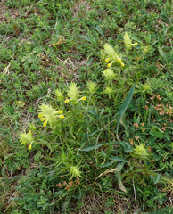 Melampyrum barbatum