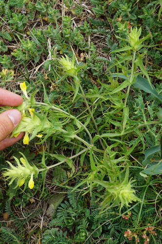 Image of Melampyrum barbatum by (c) Patrick Hacker, some rights reserved (CC BY)