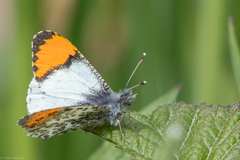 Anthocharis julia flora