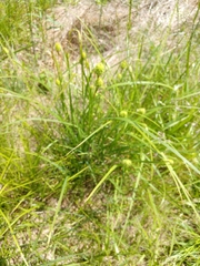 Carex squarrosa