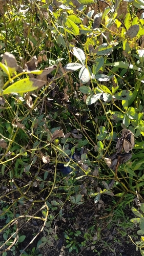 tall blue wild indigo