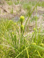 Carex squarrosa