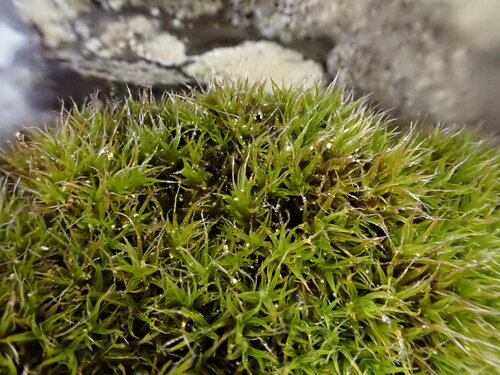 Grimmia trichophylla observed 2026-10-02