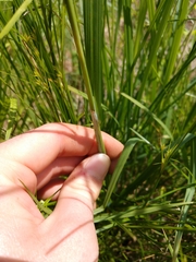 Carex squarrosa