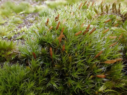 Bucklandiella heterosticha observed 2026-10-02